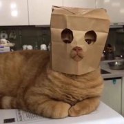 包皮长or包茎？决定去留！自己对照看↓