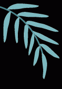 夏天来了，有狐臭怎么办？